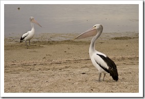 Pelicans on the beach in Streaky Bay