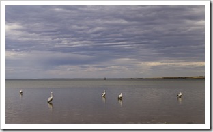 Pelicans on the beach in Streaky Bay