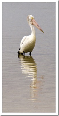 Pelicans on the beach in Streaky Bay