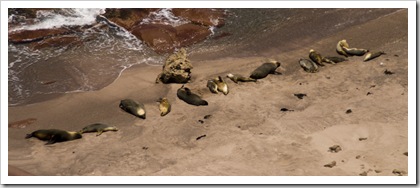 The seal colony at Point Labatt