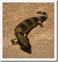 A Blue Tongued Skink near Point Labatt