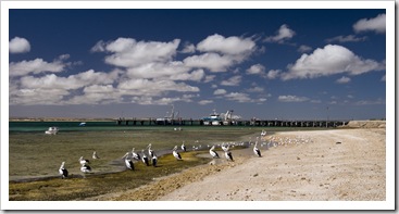 Pelicans in front of the Venus Bay jetty