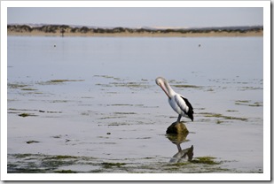 Pelicans in Venus Bay