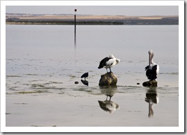 Pelicans in Venus Bay