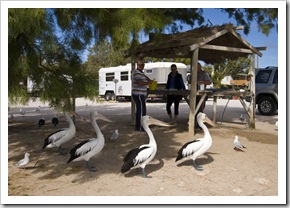 Pelicans in Venus Bay