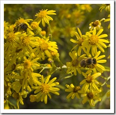 Wildflowers and bees near Yangie Bay