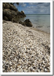 Millions of shells making up the beach at Black Springs