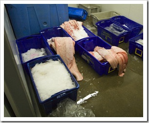 Lots of shark fillets at one of the seafood processors in Port Lincoln