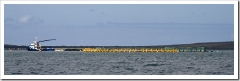 Tending the Kingfish farms