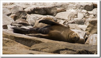 Australian Sea-Lions in Boston Bay