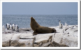 Australian Sea-Lions in Boston Bay