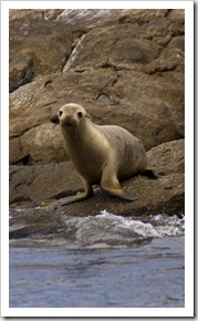 Australian Sea-Lions in Boston Bay