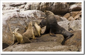 Australian Sea-Lions in Boston Bay