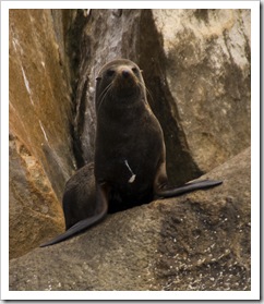 A New Zealand Fur Seal in Boston Bay