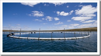 Tuna farm nets in Boston Bay