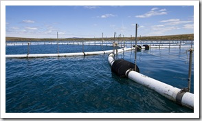 Tuna farm nets in Boston Bay