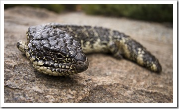 A placid Shingleback Lizard on the way up Stamford Hill