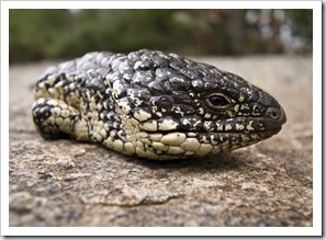 A placid Shingleback Lizard on the way up Stamford Hill