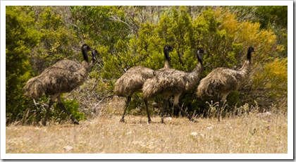 Emus in the clearing near the Memory Cove gate