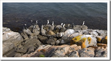 Cormorants on the rocks in Memory Cove