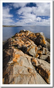 Striking orange lichen on the rocks in Memory Cove