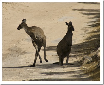 Roadblocks on the track to Memory Cove