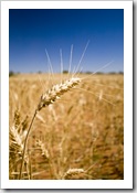 Barley ready to be harvested