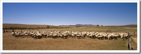 Sheep in for shearing on Partacoona Station