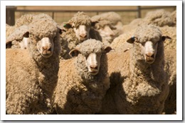 Wooly sheep ready for shearing on Partacoona Station