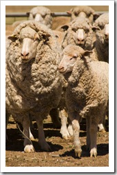 Wooly sheep ready for shearing on Partacoona Station