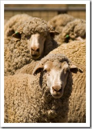 Wooly sheep ready for shearing on Partacoona Station