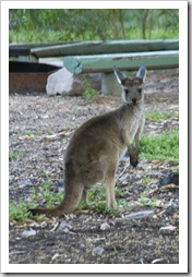 A visitor to our campsite at Mount Remarkable
