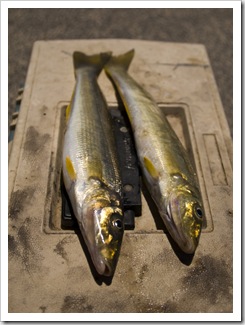 Yellowfin Whiting at Seacliff