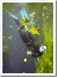 Gina diving in Piccaninnie Ponds