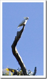 Sulphur-Crested Cockatoo