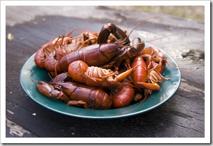 A good haul of yabbies out of the Glenelg River