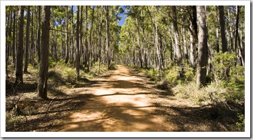 One of the tracks through the dense forest by Strachans campground