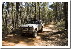 Bessie on one of the tracks through the dense forest by Strachans campground