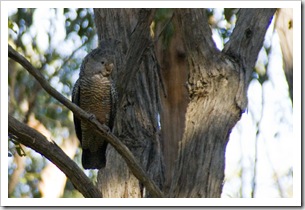 A female Gang Gang Cockatoo at Strachans campground