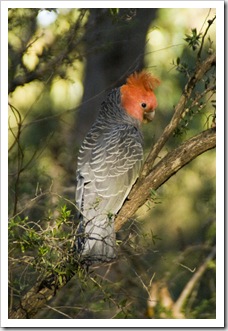 A male Gang Gang Cockatoo at Strachans campground