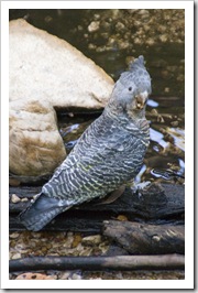 A female Gang Gang Cockatoo at Strachans campground