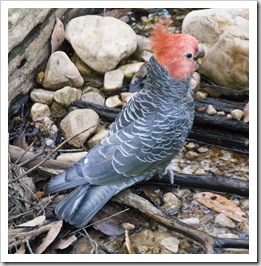 A male Gang Gang Cockatoo at Strachans campground