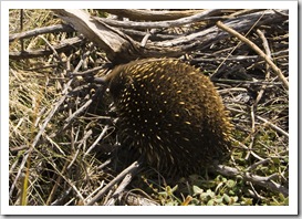 A baby Echidna (called a 'puggles') near The Apostles along the Great Ocean Road