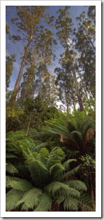 The rainforest on the way into the Otway Ranges near Melba Gully