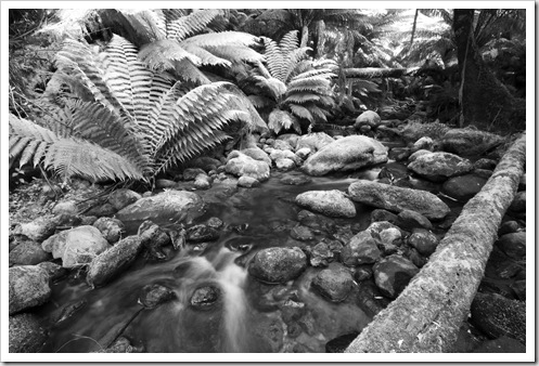 Rainforests of the Otway Ranges