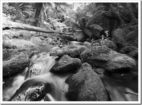 Rainforests of the Otway Ranges