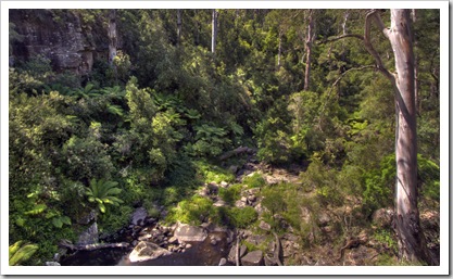 The view of the forest from the top of Phantom Falls