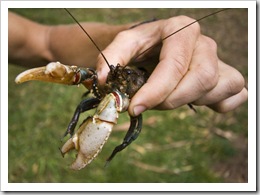 A Freshwater Crayfish out of the Howqua River