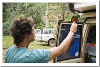 Chris hand-feeding a female Crimson Rosella at our campsite at Noonans Flat