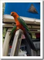 A pair of Crimson Rosellas peering into The Tank at our campsite at Noonans Flat